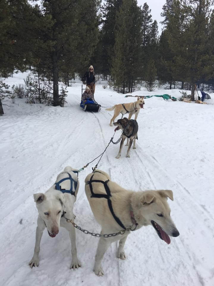 Kelly Engel Dog Training New Mexico1